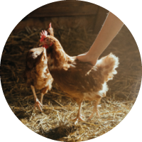 Zwei Hühner in einem Stall. Zwei Hühner in einem Stall.